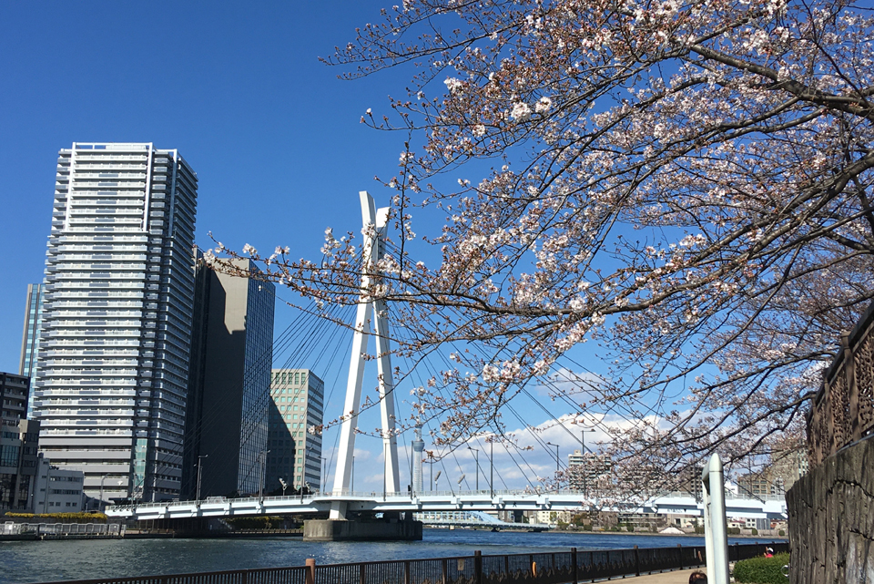 3月22日(日)【お花見ワイン会】隅田川・スカイツリー・桜を眺めながら…  開催報告